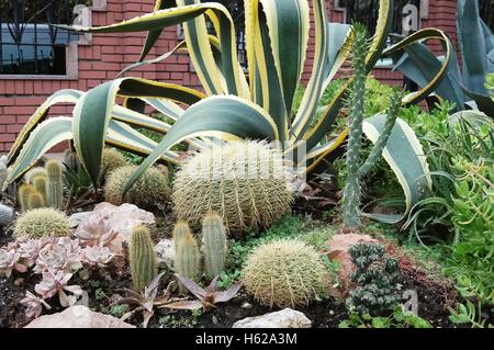 Verschiedene Arten von Kakteen und Sukkulenten im Blumenbeet. Stockfoto