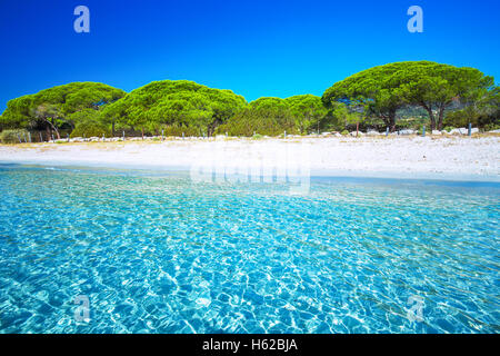 Sandy Palombaggia Strand mit Pinien und Azure klare Wasser, Korsika, Frankreich, Europa. Stockfoto