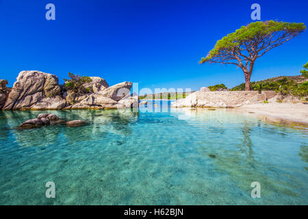 Berühmte Kiefer auf Palombaggia Strand mit Azure klares Wasser und Sandstrand im Süden von Korsika, Frankreich Stockfoto