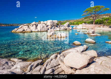 Berühmte Kiefer auf Palombaggia Strand mit Azure klares Wasser und Sandstrand im Süden von Korsika, Frankreich Stockfoto