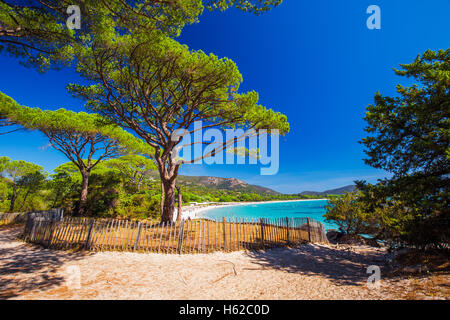 Pinien am Strand von Palombaggia Sandstrand im Süden von Korsika, Frankreich, Europa. Stockfoto