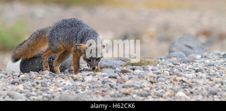 Wild Kanalinseln Fox, Santa Cruz Island, Channel Islands Nationalpark, Kalifornien Stockfoto