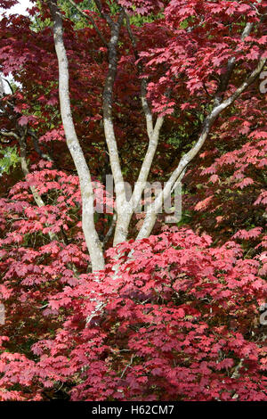 Acer Japonica 'Vitafolium' Blätter im Herbst. Stockfoto