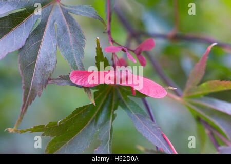 Acer Palmatum "Edna Bergman". Blätter und Pflanzensamen. Stockfoto