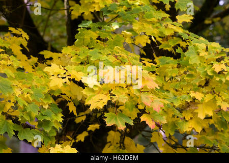 Acer Platanoides Blätter im Herbst. Stockfoto