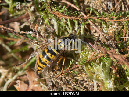 Gemeine Wespe (Vespula vulgaris), auch Gelbweste genannt Stockfoto