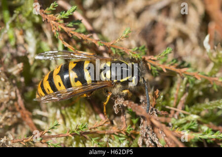 Gemeine Wespe (Vespula vulgaris), auch Gelbweste genannt Stockfoto