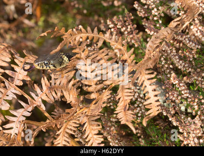 Ringelnatter (Natrix Natrix) unter Bracken in Surrey Heide in England Stockfoto