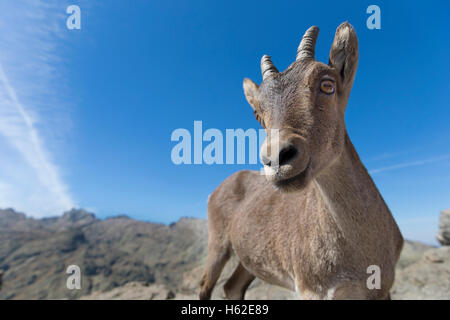 Spanien, Sierra de Gredos, westlichen spanischer Steinbock Stockfoto