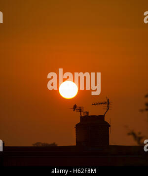 Wimbledon, London, UK. 23. Oktober 2016. Klar, dass eine orange Sunrise herbstlichen Himmel und niedrigen Nebel über Dächer in SW London zu schaffen, wärmt ein Vogel in den Strahlen der aufgehenden Sonne. Bildnachweis: Malcolm Park Leitartikel/Alamy Live-Nachrichten. Stockfoto