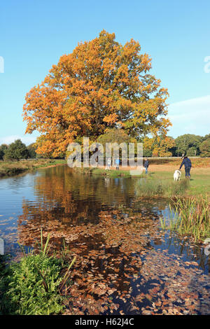 Bushy Park, London, UK. 23. Oktober 2016. Hunde-Wanderer genießen die Herbstfarben am Flussufer Longford in Bushy Park, London SW. Bildnachweis: Julia Gavin UK/Alamy Live-Nachrichten Stockfoto