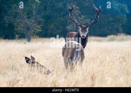 Richmond UK, 23. Oktober 2016. Hirsche im Richmond Park, ein nationales Naturreservat und Wildpark mit 630 rot- und Damwild roaming frei seit 1529. Bildnachweis: Alberto Pezzali/Alamy Live-Nachrichten Stockfoto