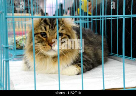 Shenyang, Shenyang, China. 22. Oktober 2016. Eine Katze besucht eine Katze Festzug in Shenyang, Hauptstadt des nordöstlichen Chinas Liaoning Provinz, 22. Oktober 2016. Mehr als 100 Katzen nahmen an einer Katze-Festzug in Shenyang, Liaoning. © SIPA Asien/ZUMA Draht/Alamy Live-Nachrichten Stockfoto