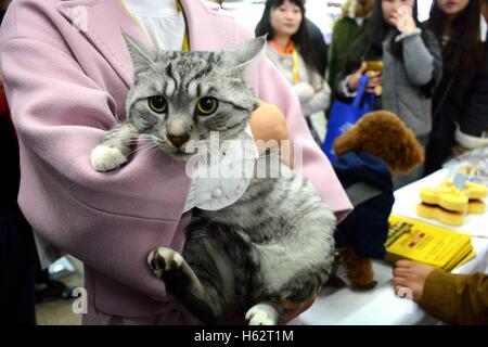 Shenyang, Shenyang, China. 22. Oktober 2016. Eine Katze besucht eine Katze Festzug in Shenyang, Hauptstadt des nordöstlichen Chinas Liaoning Provinz, 22. Oktober 2016. Mehr als 100 Katzen nahmen an einer Katze-Festzug in Shenyang, Liaoning. © SIPA Asien/ZUMA Draht/Alamy Live-Nachrichten Stockfoto