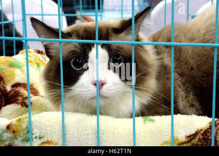 Shenyang, Shenyang, China. 22. Oktober 2016. Eine Katze besucht eine Katze Festzug in Shenyang, Hauptstadt des nordöstlichen Chinas Liaoning Provinz, 22. Oktober 2016. Mehr als 100 Katzen nahmen an einer Katze-Festzug in Shenyang, Liaoning. © SIPA Asien/ZUMA Draht/Alamy Live-Nachrichten Stockfoto