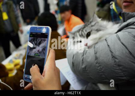 Shenyang, Shenyang, China. 22. Oktober 2016. Eine Katze besucht eine Katze Festzug in Shenyang, Hauptstadt des nordöstlichen Chinas Liaoning Provinz, 22. Oktober 2016. Mehr als 100 Katzen nahmen an einer Katze-Festzug in Shenyang, Liaoning. © SIPA Asien/ZUMA Draht/Alamy Live-Nachrichten Stockfoto