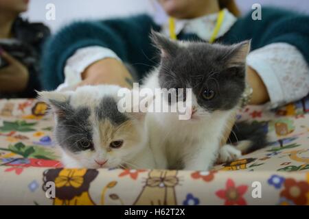 Shenyang, Shenyang, China. 22. Oktober 2016. Zwei Katzen besuchen eine Katze Festzug in Shenyang, Hauptstadt des nordöstlichen Chinas Liaoning Provinz, 22. Oktober 2016. Mehr als 100 Katzen nahmen an einer Katze-Festzug in Shenyang, Liaoning. © SIPA Asien/ZUMA Draht/Alamy Live-Nachrichten Stockfoto