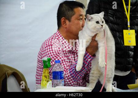 Shenyang, Shenyang, China. 22. Oktober 2016. Eine Katze besucht eine Katze Festzug in Shenyang, Hauptstadt des nordöstlichen Chinas Liaoning Provinz, 22. Oktober 2016. Mehr als 100 Katzen nahmen an einer Katze-Festzug in Shenyang, Liaoning. © SIPA Asien/ZUMA Draht/Alamy Live-Nachrichten Stockfoto