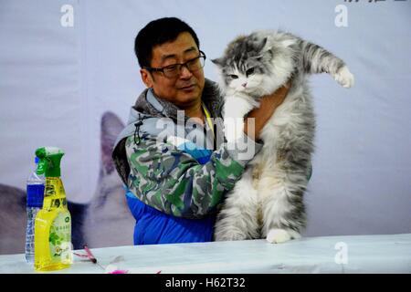 Shenyang, Shenyang, China. 22. Oktober 2016. Eine Katze besucht eine Katze Festzug in Shenyang, Hauptstadt des nordöstlichen Chinas Liaoning Provinz, 22. Oktober 2016. Mehr als 100 Katzen nahmen an einer Katze-Festzug in Shenyang, Liaoning. © SIPA Asien/ZUMA Draht/Alamy Live-Nachrichten Stockfoto