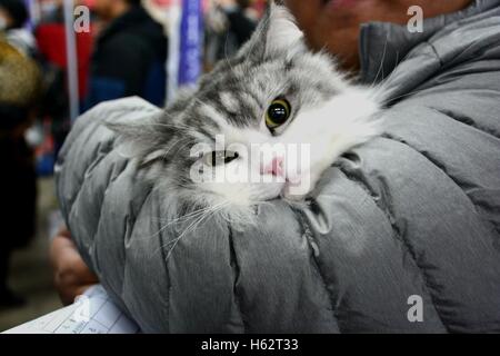 Shenyang, Shenyang, China. 22. Oktober 2016. Eine Katze besucht eine Katze Festzug in Shenyang, Hauptstadt des nordöstlichen Chinas Liaoning Provinz, 22. Oktober 2016. Mehr als 100 Katzen nahmen an einer Katze-Festzug in Shenyang, Liaoning. © SIPA Asien/ZUMA Draht/Alamy Live-Nachrichten Stockfoto