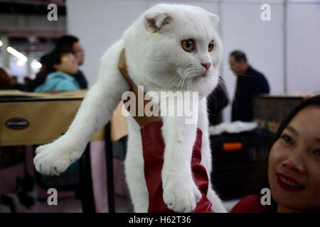 Shenyang, Shenyang, China. 22. Oktober 2016. Eine Katze besucht eine Katze Festzug in Shenyang, Hauptstadt des nordöstlichen Chinas Liaoning Provinz, 22. Oktober 2016. Mehr als 100 Katzen nahmen an einer Katze-Festzug in Shenyang, Liaoning. © SIPA Asien/ZUMA Draht/Alamy Live-Nachrichten Stockfoto