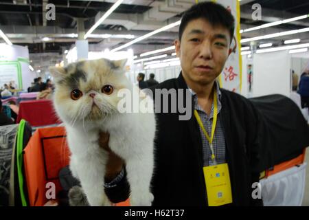 Shenyang, Shenyang, China. 22. Oktober 2016. Eine Katze besucht eine Katze Festzug in Shenyang, Hauptstadt des nordöstlichen Chinas Liaoning Provinz, 22. Oktober 2016. Mehr als 100 Katzen nahmen an einer Katze-Festzug in Shenyang, Liaoning. © SIPA Asien/ZUMA Draht/Alamy Live-Nachrichten Stockfoto