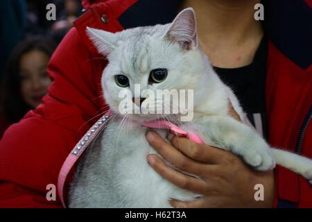 Shenyang, Shenyang, China. 22. Oktober 2016. Eine Katze besucht eine Katze Festzug in Shenyang, Hauptstadt des nordöstlichen Chinas Liaoning Provinz, 22. Oktober 2016. Mehr als 100 Katzen nahmen an einer Katze-Festzug in Shenyang, Liaoning. © SIPA Asien/ZUMA Draht/Alamy Live-Nachrichten Stockfoto