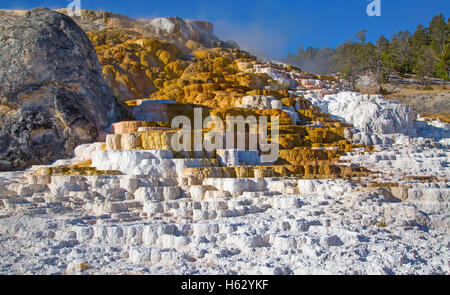 Mammoth hot springs im Yellowstone-Nationalpark, Wyoming, USA Stockfoto