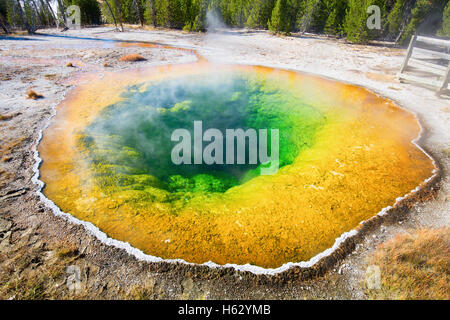 Bunte "Morning Glory" Warmwasserbecken im Yellowstone National Park, USA Stockfoto