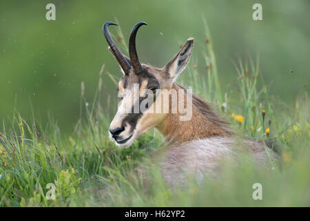 Alpine Gemsen / Gaemse (Rupicapra Rupicapra), Weiblich, ruht auf einer Bergwiese, liegen, Gras, Wildbeobachtung zurück, Stockfoto