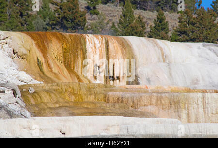 Mammoth hot springs im Yellowstone-Nationalpark, Wyoming, USA Stockfoto