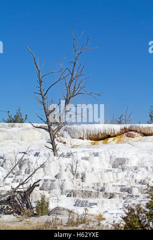 Mammoth hot springs im Yellowstone-Nationalpark, Wyoming, USA Stockfoto