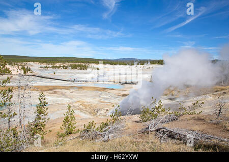 Norris-Geysir-Becken im Yellowstone National Park, USA Stockfoto