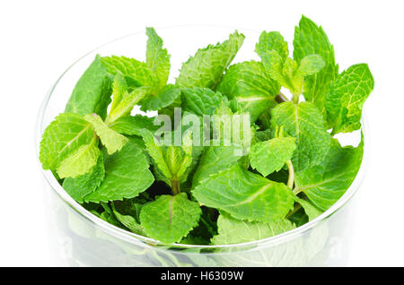 Frische Pfefferminze Blätter in Glasschüssel über weiß. Grün Mentha Piperita ist eine essbare Pflanze. Stockfoto