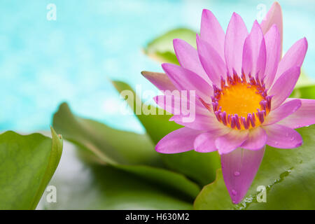 Blüte rosa Lotusblüte auf hellen türkisfarbenen Wasser Hintergrund mit Wasser Tropfen auf den Blättern Stockfoto