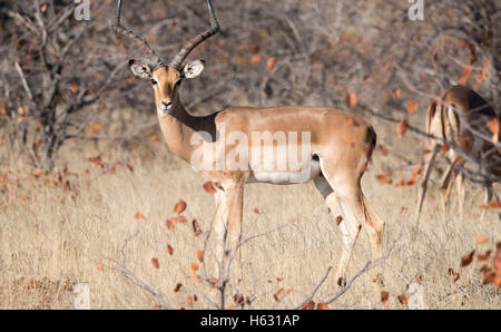 Impala-Antilopen (Aepyceros Melampus) stehen im Pinsel in Südafrika Stockfoto