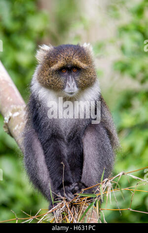 Sykes Affen führen Albogularis sitzen auf Bambus in Aberdare Nationalpark Kenia Afrika Stockfoto