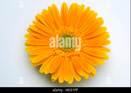 Das Bild des gelben Gerberia Blume wurde in Indien aufgenommen. Stockfoto