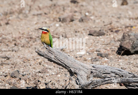 Wilde Swallow-tailed Bienenfresser (Merops Hirundineus) hocken auf einem Ast in Südafrika Stockfoto