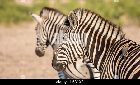 Porträt von einem wilden Burchell-Zebra (Equus Quagga Burchellii) Stockfoto