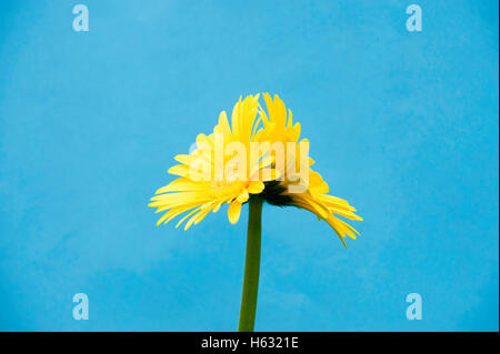 Das Bild der zwei Gerbia Blumen Indien Stockfoto