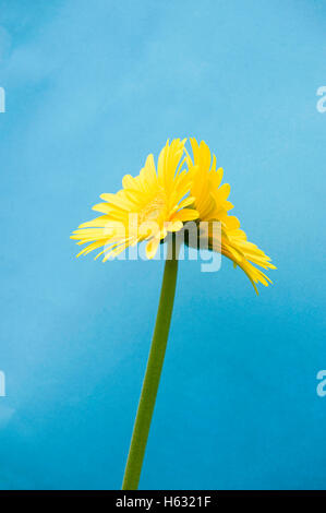 Das Bild der Gerbia Blume wurde in Indien aufgenommen. Stockfoto