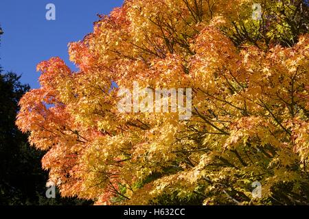 Korallen bellen Ahorn Acer Palmatum "Sango-Kaku Stockfoto