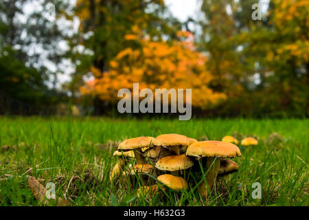 Gruppe von viele Pilze umgeben von grünen frische Wiese, im Hintergrund viele Töne von gelb und orange erscheinen Autum definieren Stockfoto