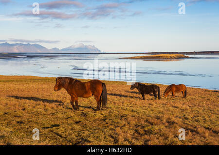 Islandpferde Stockfoto