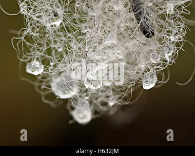 Nahaufnahme von Wassertropfen in Haaren von Shred Wolle snagged auf Zaun in Cumbria, England UK Stockfoto