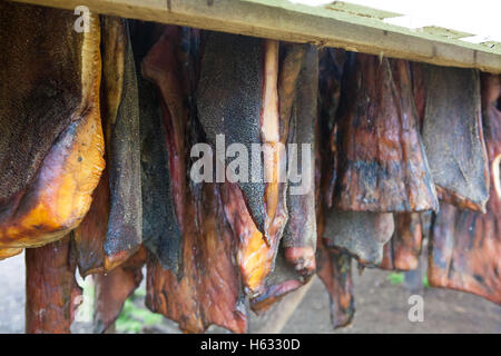 Hákarl, faulen Haifischfleisch, Island Stockfoto