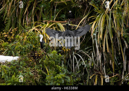 Australische Pied Kormoran Phalocrocorax Varius Landung auf eine Kolonie an der Mündung des Flusses Waitangiroto auf der Südinsel Neuseelands. Stockfoto