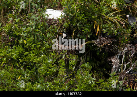 Australische Pied Kormoran Phalocrocorax Varius nisten an Waitangiroto Flussmündung auf Neuseelands Südinsel. Stockfoto