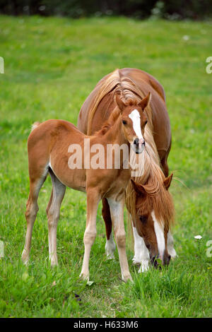 Arabische Chestnut Stute und Fohlen zusammen auf Wiese Stockfoto